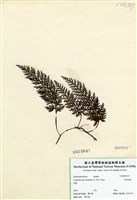 藏品(華東瓶蕨)的圖片